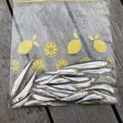 今年の釣りは生野銀山湖ワカサギ釣りからスタ…