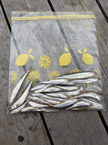 今年の釣りは生野銀山湖ワカサギ釣りからスタ…