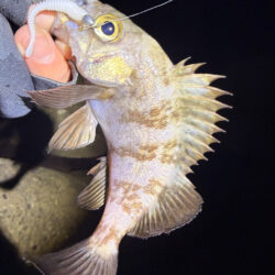 まるは釣具○○店激推しワームで一撃‼️