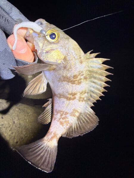 まるは釣具○○店激推しワームで一撃‼️