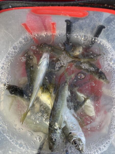 デイゲームのアジング