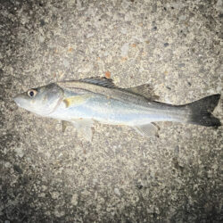 セイゴ湧く千葉港！