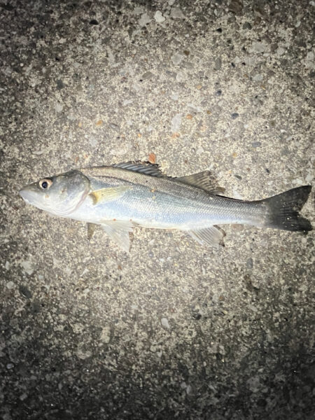 セイゴ湧く千葉港！