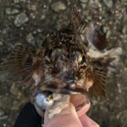 2026.No.2  ライトゲーム