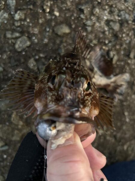 2026.No.2  ライトゲーム