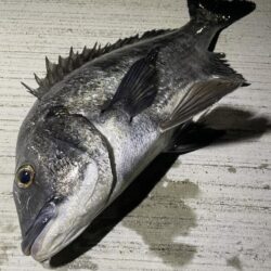 今のうちにチニング