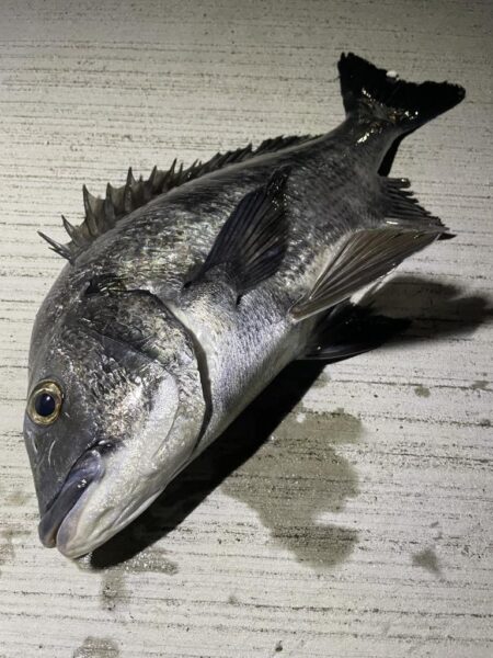 今のうちにチニング