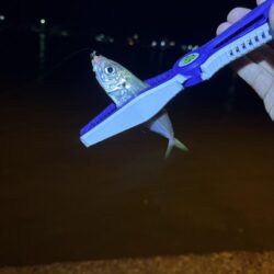 釣り初めアジング　マメアジのみw