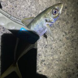 早朝のフロートアジング