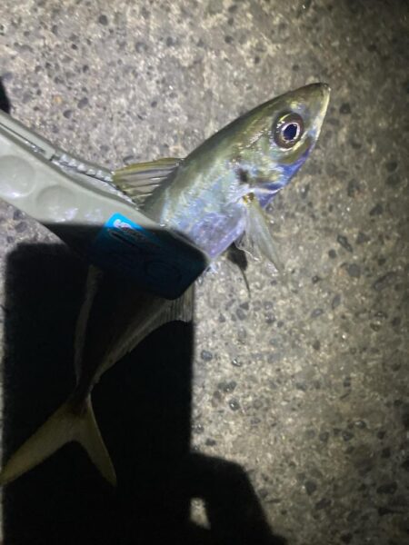 早朝のフロートアジング