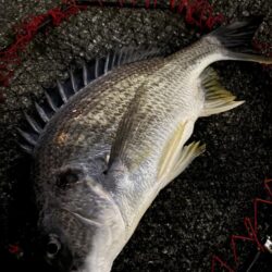 ヘチってきました