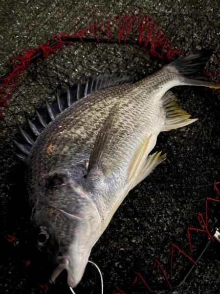 ヘチってきました