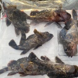 シロギスタ:2026年初釣行