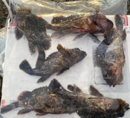 シロギスタ:2026年初釣行