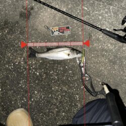 【2026年】新年早々これ…1時間で6連発したシーバスvol.1