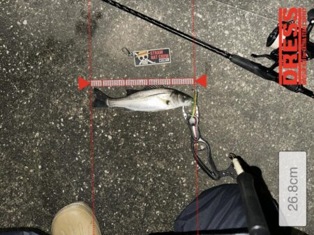 【2026年】新年早々これ…1時間で6連発したシーバスvol.1