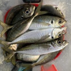 新年初釣りはフロートリグでアジング