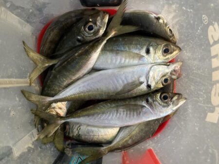 新年初釣りはフロートリグでアジング