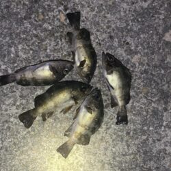 初釣りはメバリング