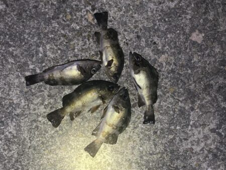 初釣りはメバリング