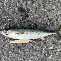 やはりフォールで