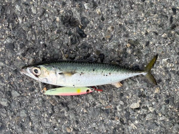 やはりフォールで