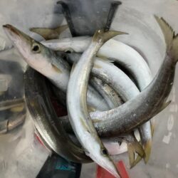 朝マズメのカマス釣り