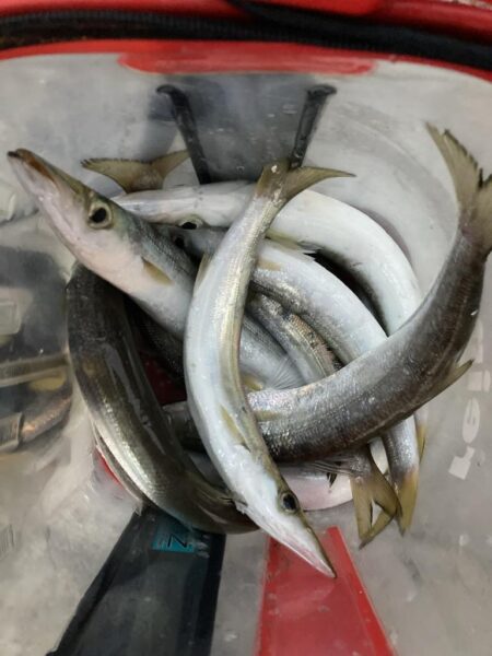 朝マズメのカマス釣り