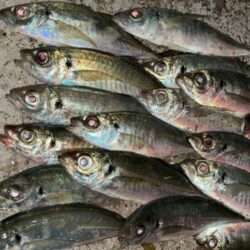 アジング終盤戦