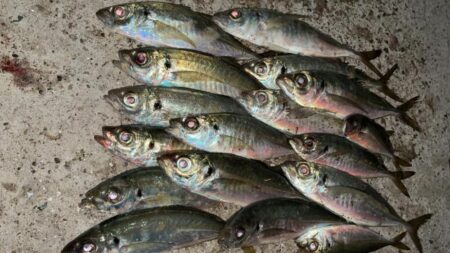 アジング終盤戦