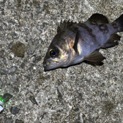 姫路メバリング｜激渋でアタリ無し・・・