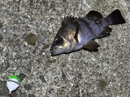 姫路メバリング｜激渋でアタリ無し・・・