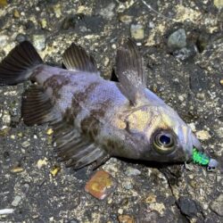 ２０２６年初釣り激渋メバリング