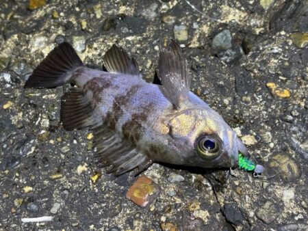 ２０２６年初釣り激渋メバリング