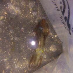 初釣りは1時間！