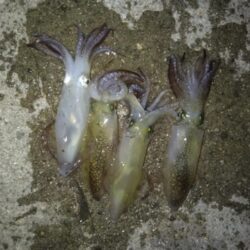 今日はお試し釣行！