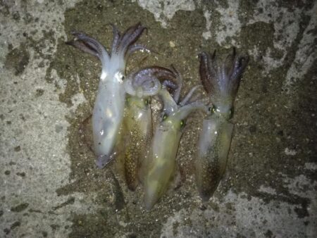 今日はお試し釣行！