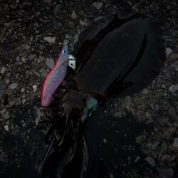 青物狙いのはずが😭