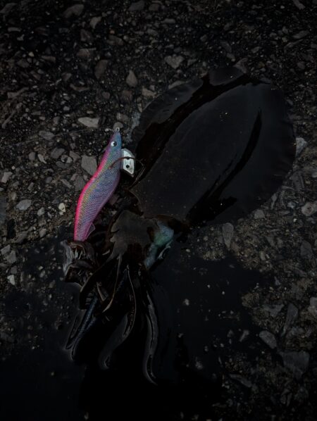 青物狙いのはずが😭