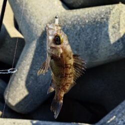 日中のライトゲーム、穴釣り