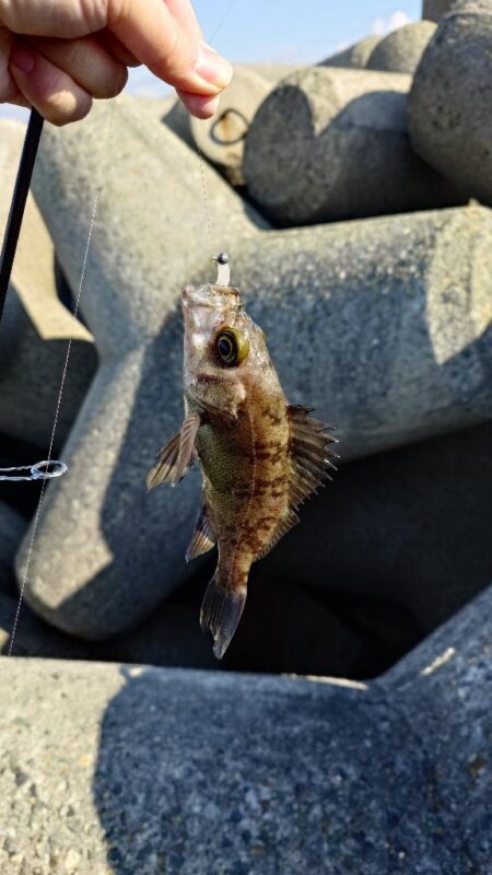 日中のライトゲーム、穴釣り