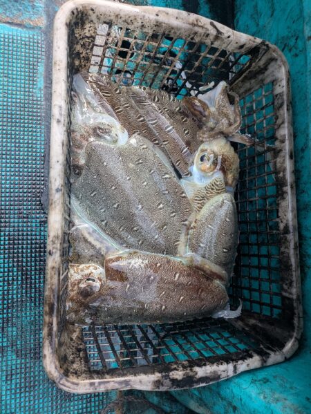 一発目はイカ狙いから