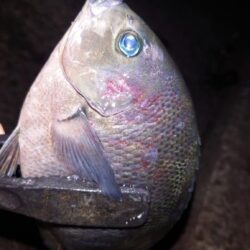 電気ウキ釣り 2