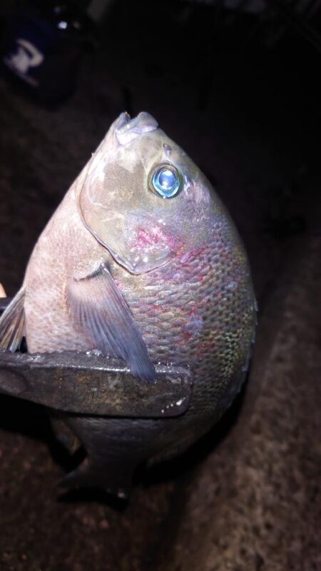 電気ウキ釣り 2