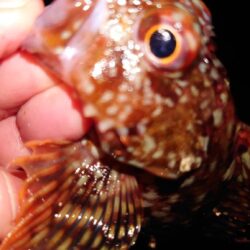 電気ウキ釣り 3