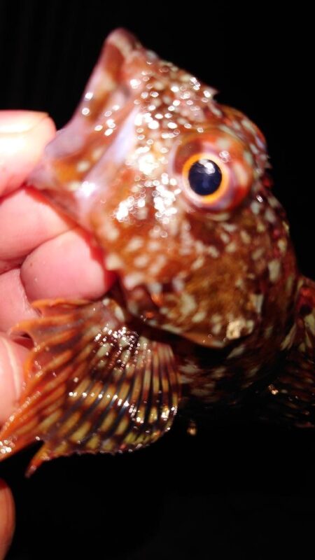 電気ウキ釣り 3