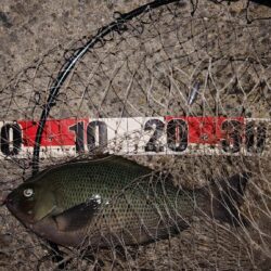 電気ウキ釣り 4