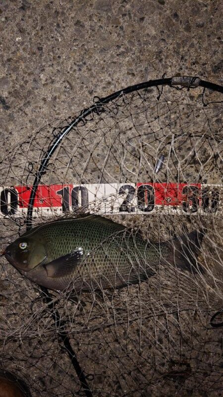 電気ウキ釣り 4