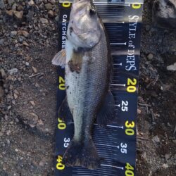 2026年初バス釣れました