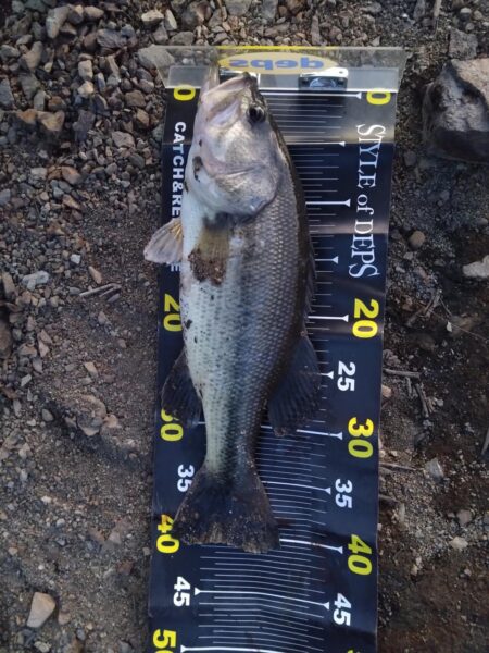 2026年初バス釣れました